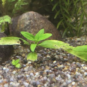 repens.jpg