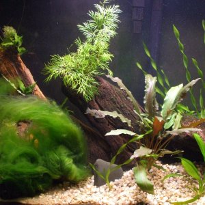 29-gallon J. Floridae species tank. - Copy.JPG