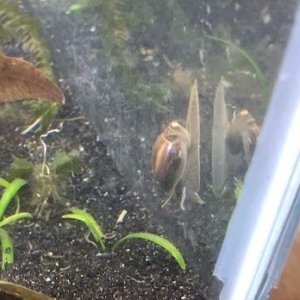 snail.jpg