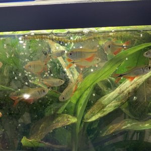 Buenos Aires Tetras.jpg