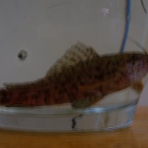 DSCF1457.JPG