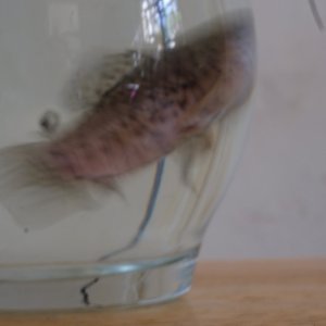 DSCF1462.JPG