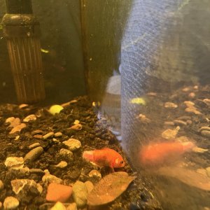 sick fish.jpg