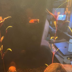 sick fish 2.jpg