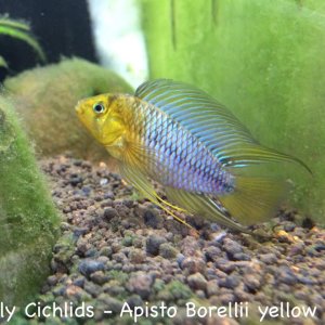 borelli_byellow_1200x1200.jpg