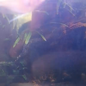 Gourami.mp4