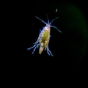 Dans_Fish_Freshwater_Scud_Starter_Culture_Scud_1f6d4a0c63424fd0be18c7f983b3c4dd_4137.jpg