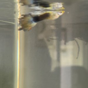 IMG_4554.jpeg