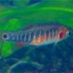 Emerald_Dwarf_Rasbora.jpg