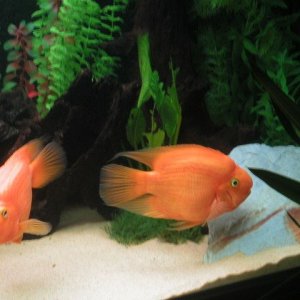 parrots.JPG