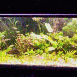 Tank2.GIF
