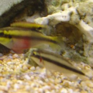 fish_029.jpg