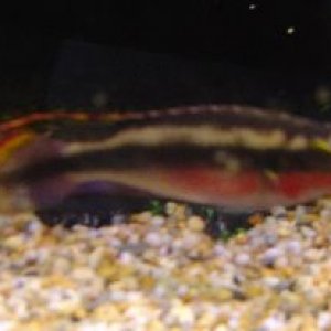 fish_030.jpg