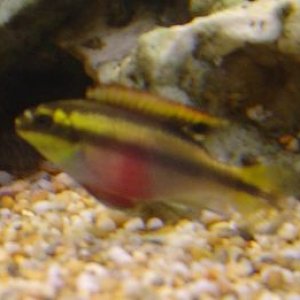 fish_027.jpg