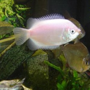 fish_007.jpg