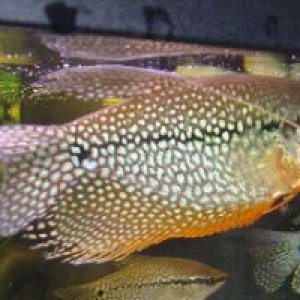 fish_009.jpg