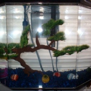 5bonsai.JPG