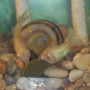 cories2.jpg