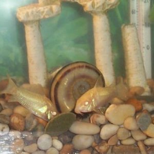 cories5.jpg