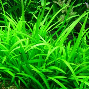 grass.JPG