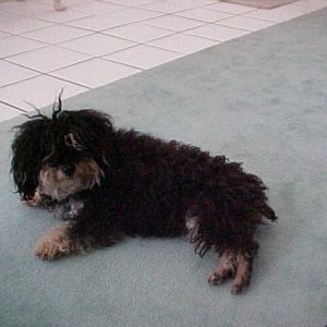 dog.JPG