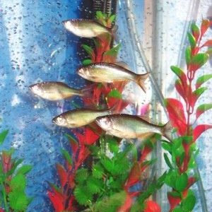 danios2a.jpg