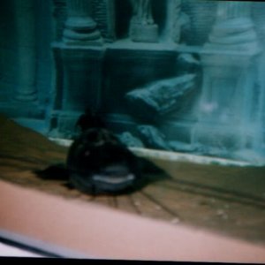 Ferdinand_the_perruno_catfish.jpg