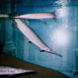 florida_gars.jpg