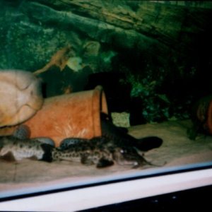 giraffe_cats__Flo_and_Ernie.jpg