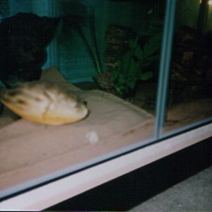 Gomez_the_Lineatus.jpg