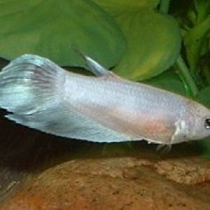 Betta.JPG