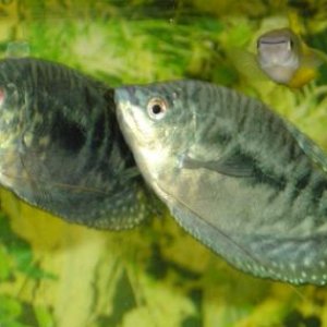 Opaline_Gourami2.jpg