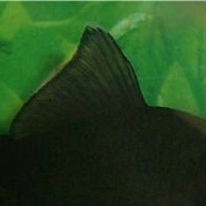 dorsal.jpg