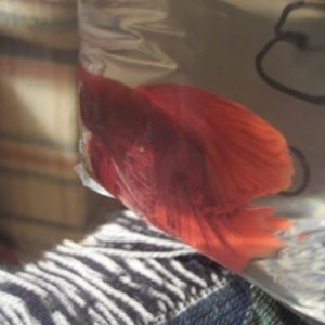 redhugetail.jpg