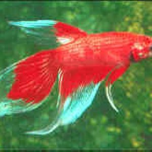 betta_male_red_and_white.jpg