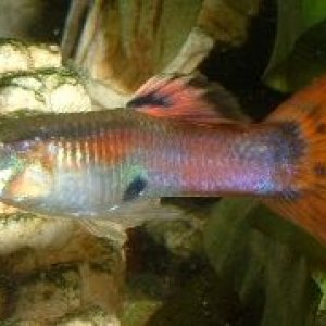 Colorful_Guppy.JPG