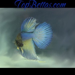 wallpaper_mg_topbettas1176x882.jpg
