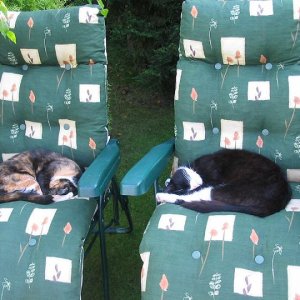 Cats.JPG