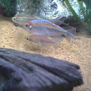 congo_tetras.jpg