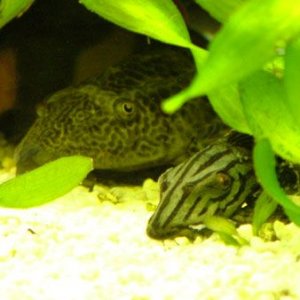 two_plecs_S.jpg