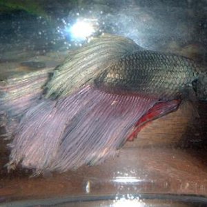 newbetta.JPG