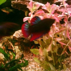 Flaring_Betta.jpg