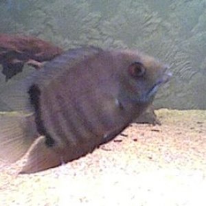 juvinile_severum.jpg