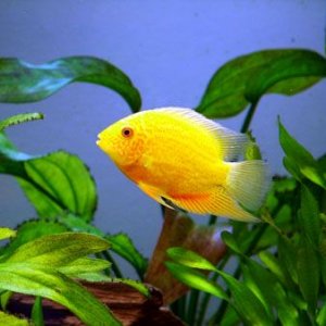 G_severum_S.jpg