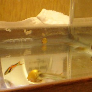 endlersnails.JPG