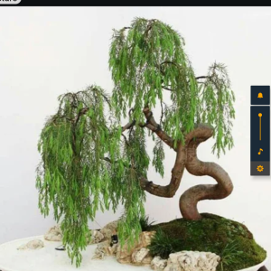Screenshot_20250317-141439.png