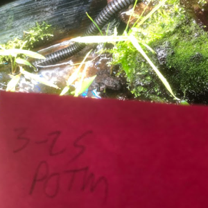 Boso POTM.png