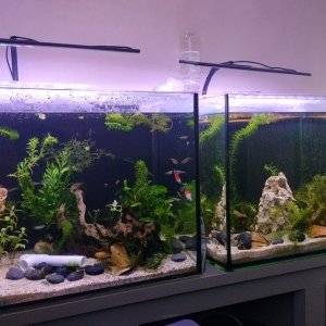 fish tanks.jpeg