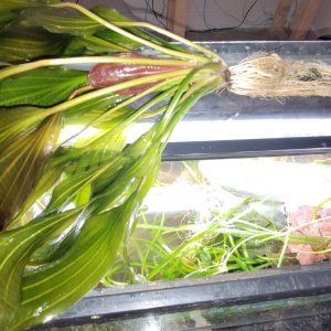 sword_plant_roots.jpg