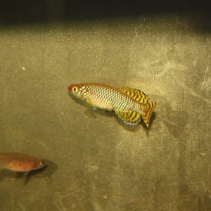 IMG_7083.JPG